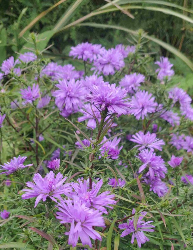 Aster ‘Lady in Blue’