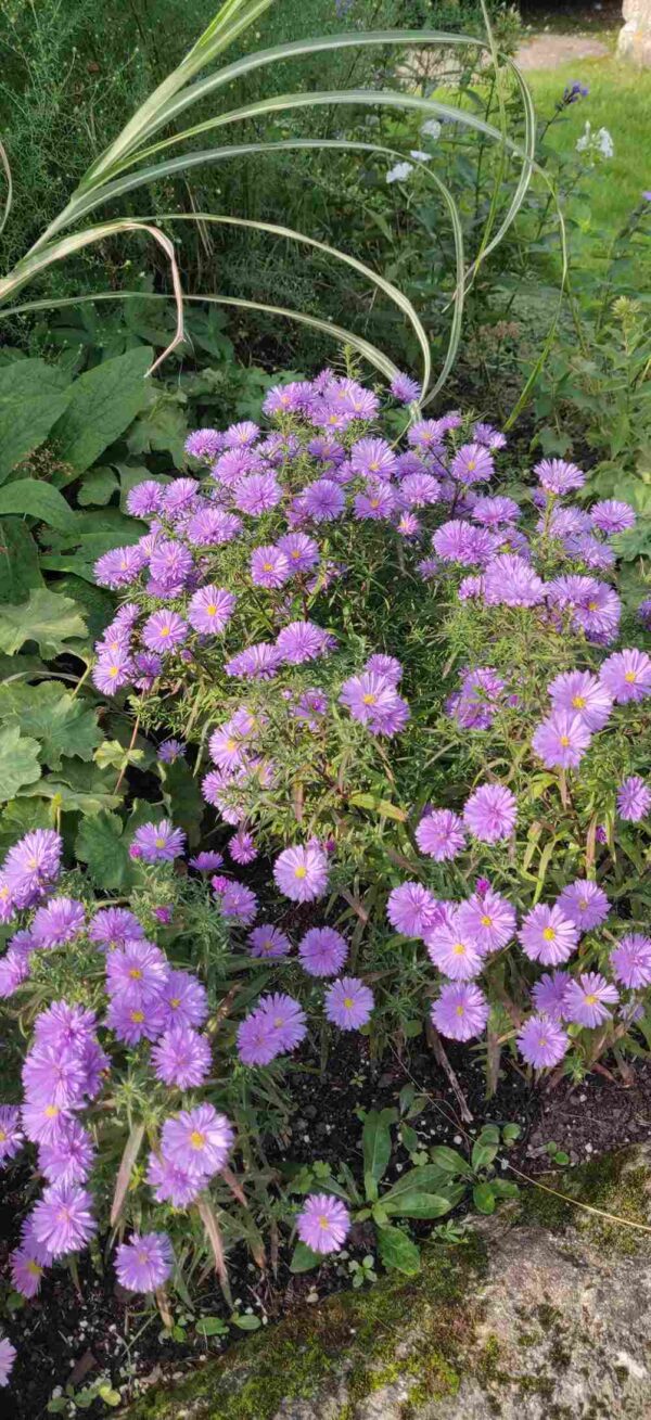 Aster 'Lady in Blue' - Image 2