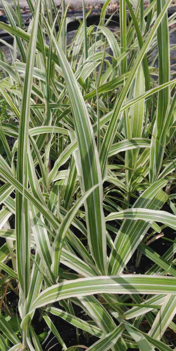 Miscanthus Sinensis ‘Cosmopolitan’  (now cut back) - Image 3