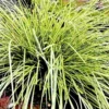 Carex oshimensis ‘Evergold