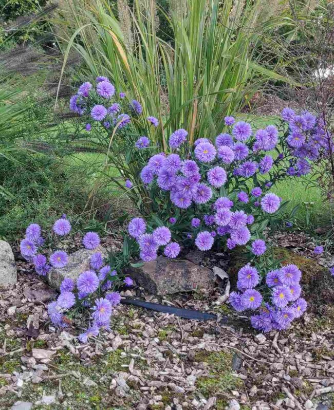 Symphyotrichum ‘Marie Ballard’