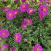 Aster novi-belgii   'Jenny'