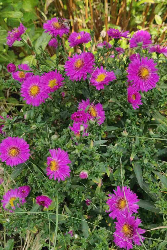 Aster novi-belgii   'Jenny'