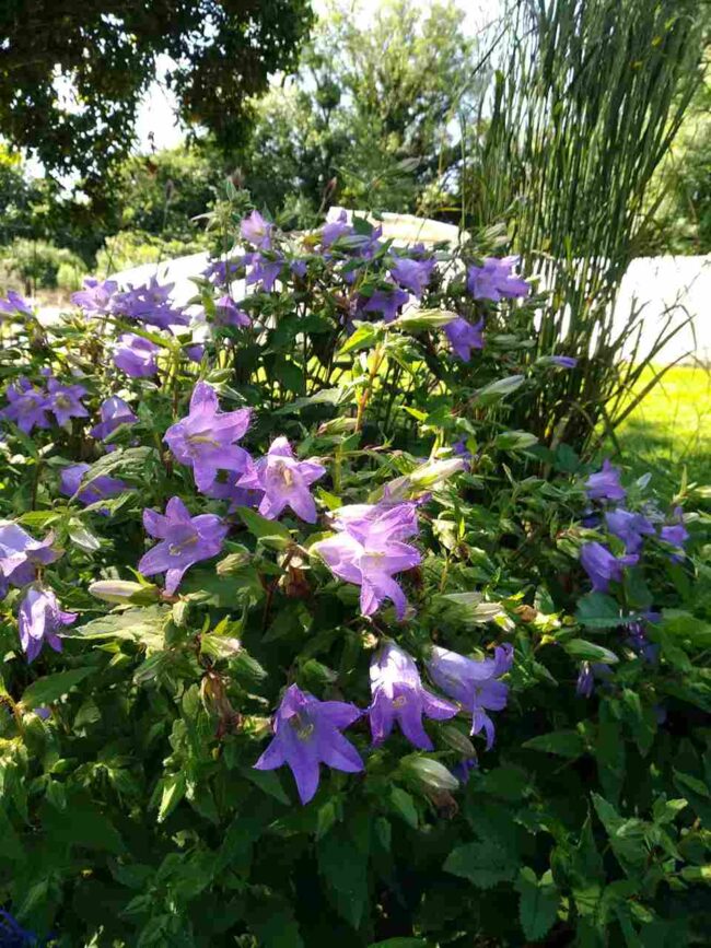 Campanula trachelium