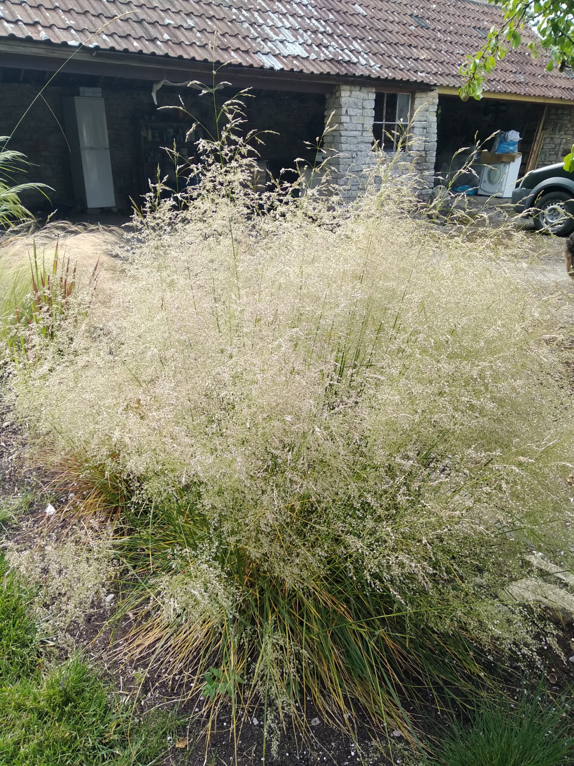 Deschampsia 'Golden Dew' - Image 6
