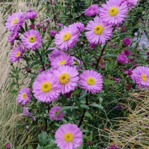 Symphyotrichum   'Sarah Ballard'