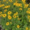 Rudbeckia 'deamii'