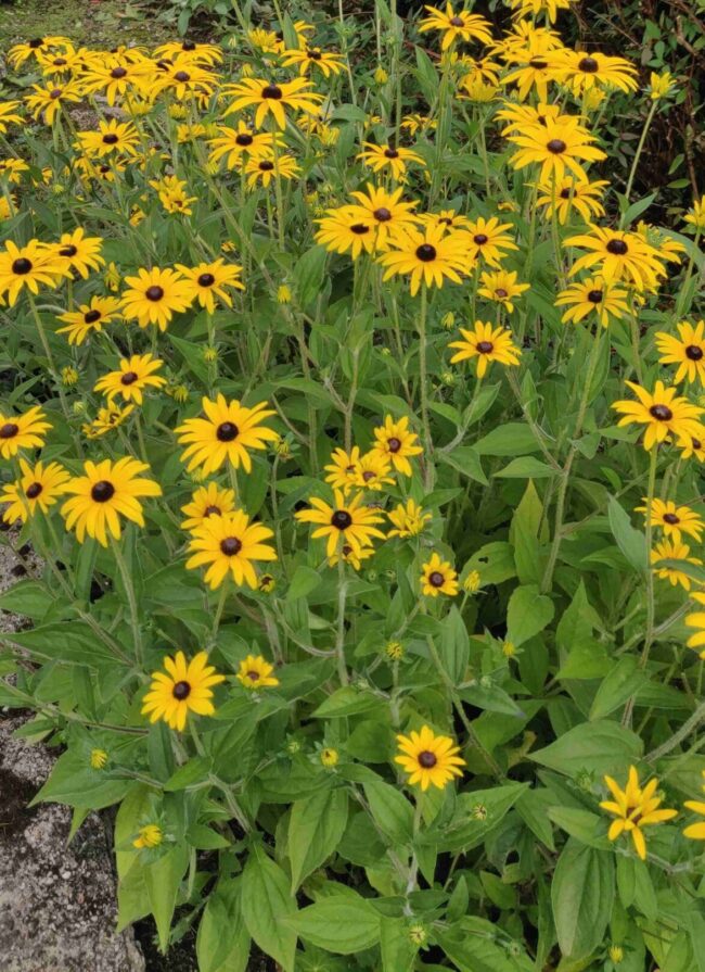 Rudbeckia 'deamii'