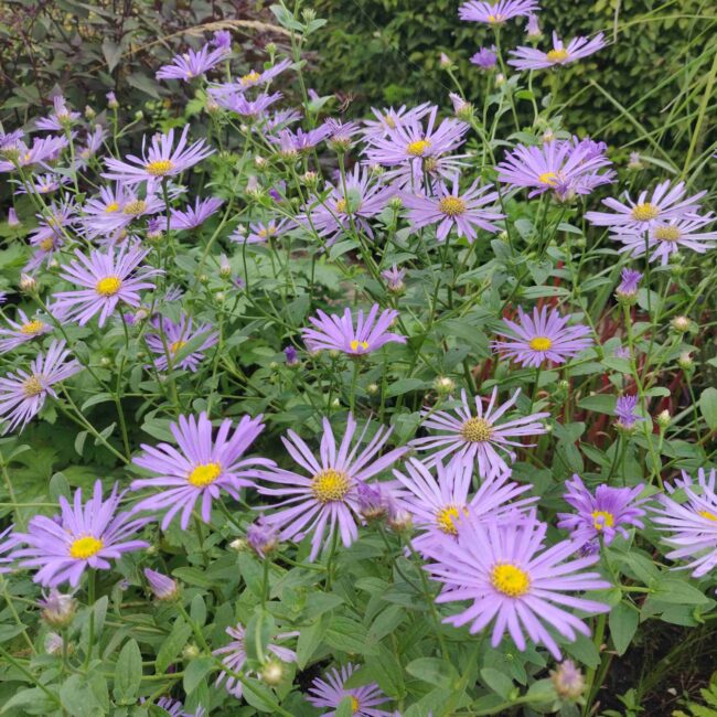 Aster × frikartii ‘Mönch’ – Lavender-Blue Summer Aster