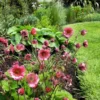 Geum ‘Bell Bank’