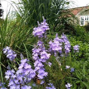 Veronica ‘Ionian Skies’