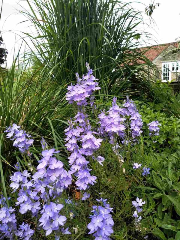 Veronica ‘Ionian Skies’