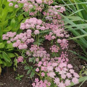Pimpinella major 'Rosea'
