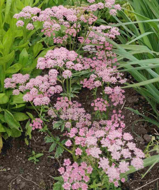 Pimpinella major 'Rosea'
