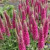 Veronica spicata ‘Heidekind’ – Rose Pink Spike Speedwell