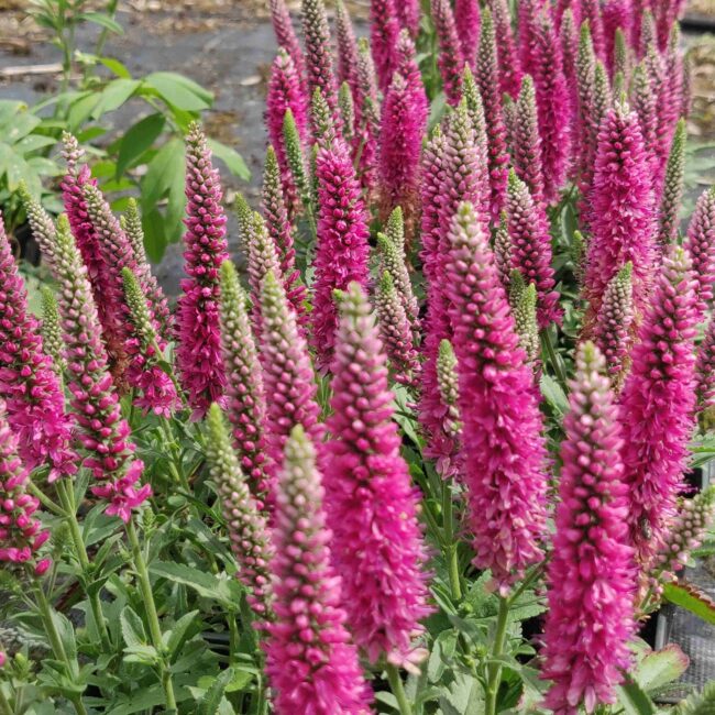 Veronica spicata ‘Heidekind’ – Rose Pink Spike Speedwell