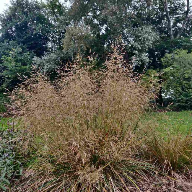 Deschampsia 'Golden Dew'