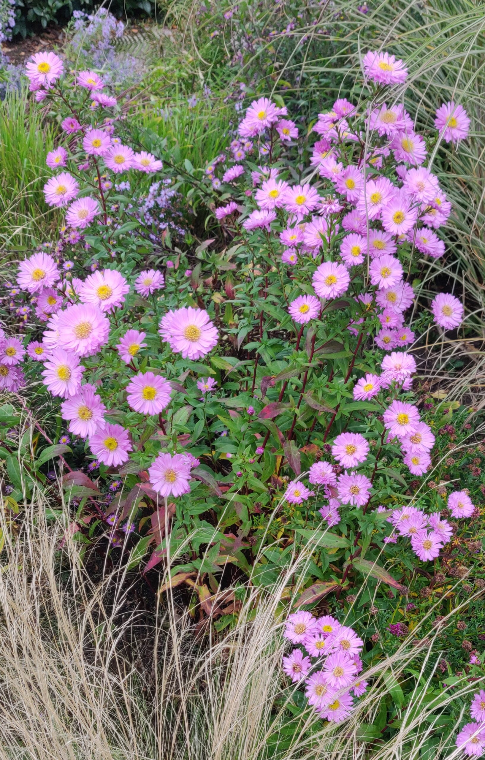 Aster novi-belgii ‘Sarah Ballard’