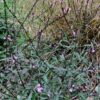 Verbena officinalis  ‘Bampton’ – Purple-Stemmed Verbena