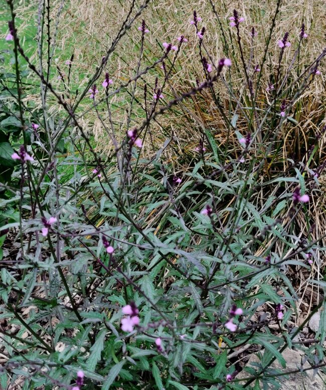 Verbena officinalis  ‘Bampton’ – Purple-Stemmed Verbena
