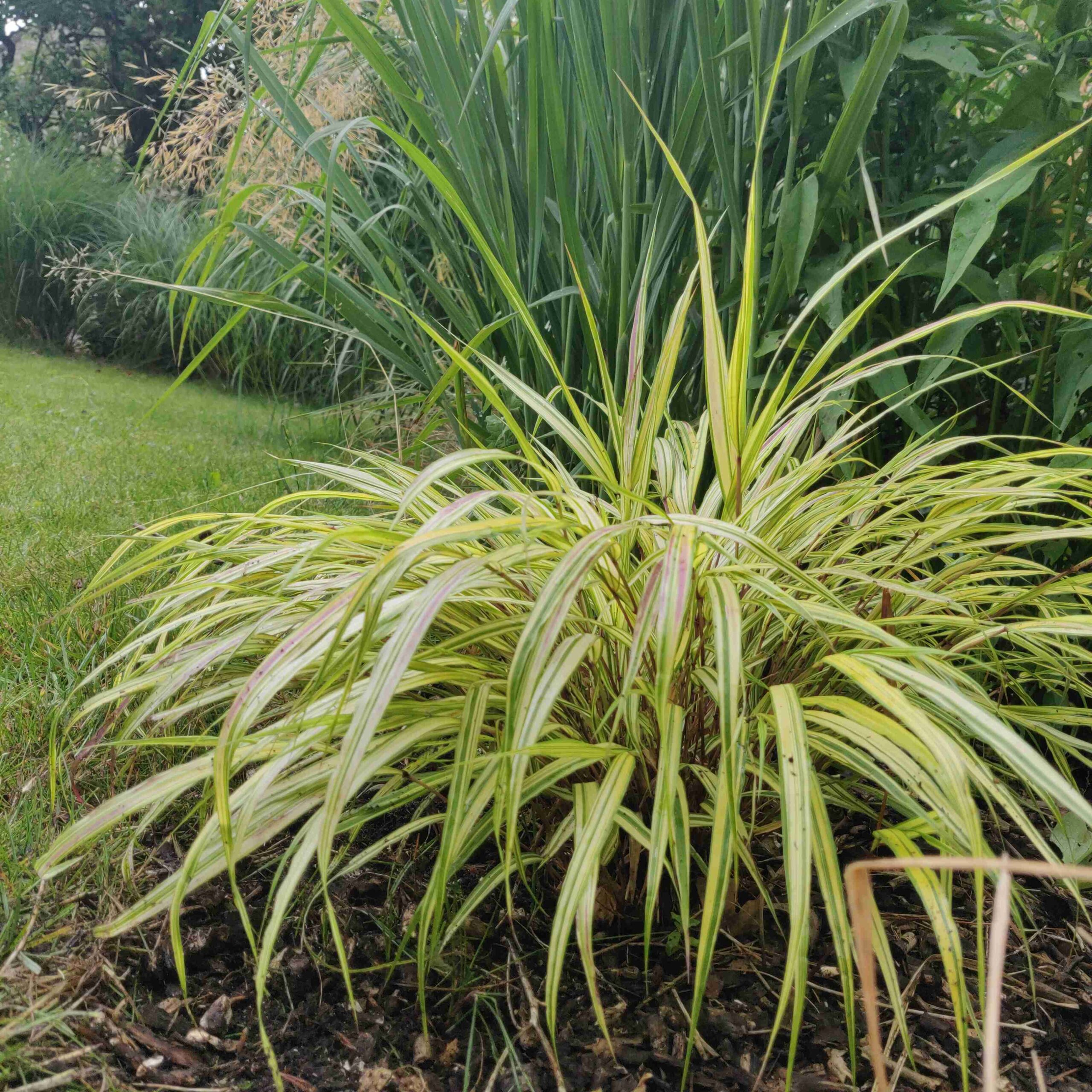Hakonechloa macra ‘Aureola’ – Golden Japanese Forest Grass