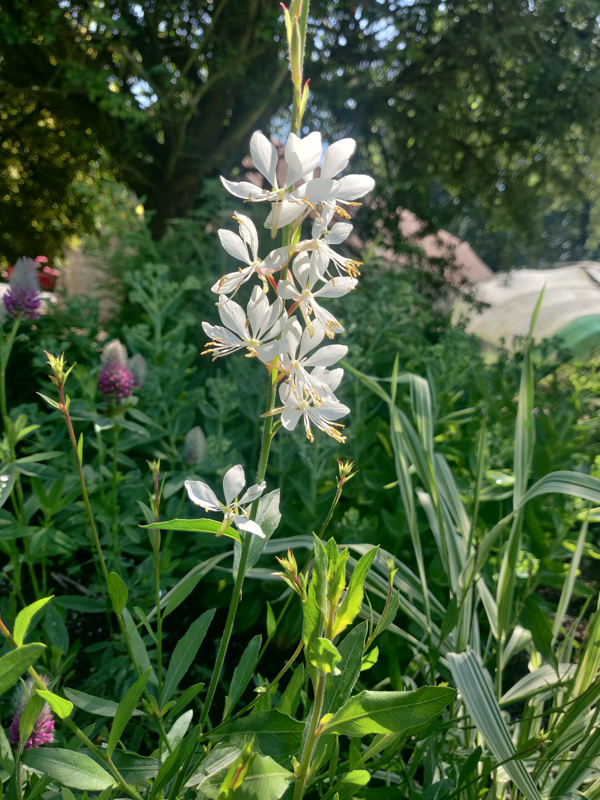 Gaura lindheimeri – Whirling Butterfliesy