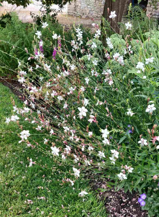 Gaura Lindheimeri – whirling butterflies