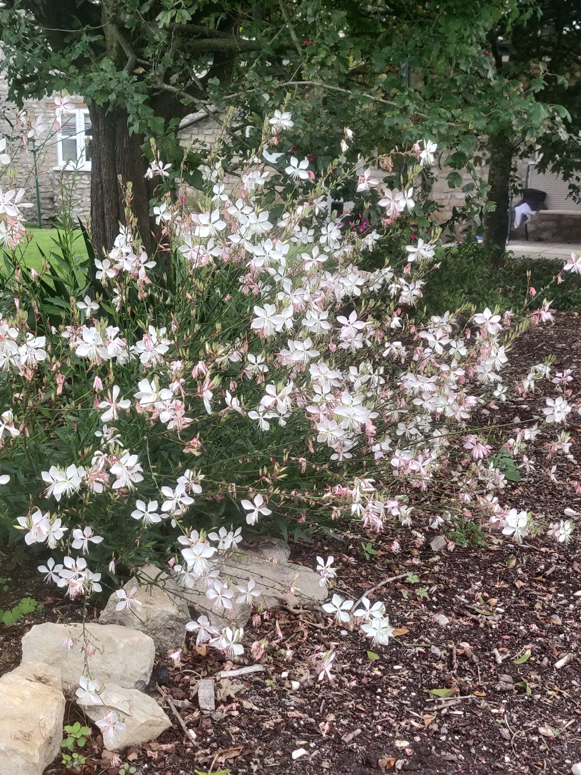 Gaura Lindheimeri – whirling butterflies