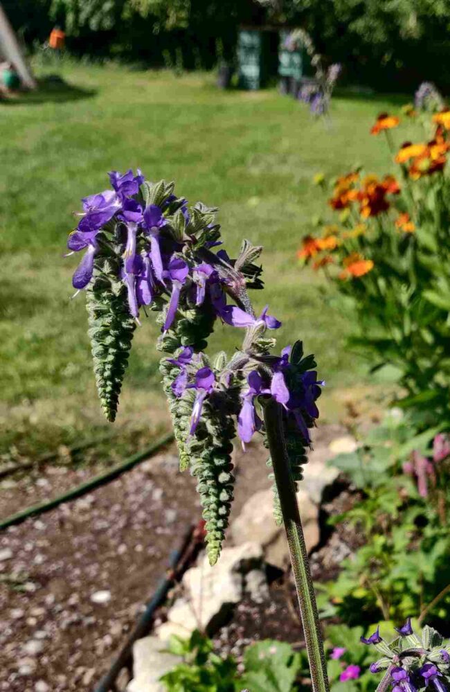 Salvia nutans – Nodding Sage