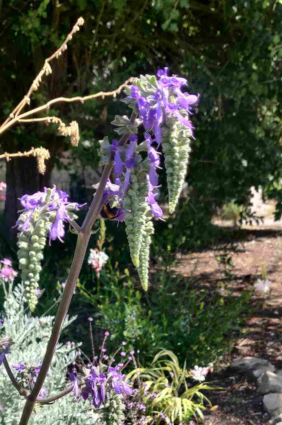 Salvia nutans – Nodding Sage - Image 3