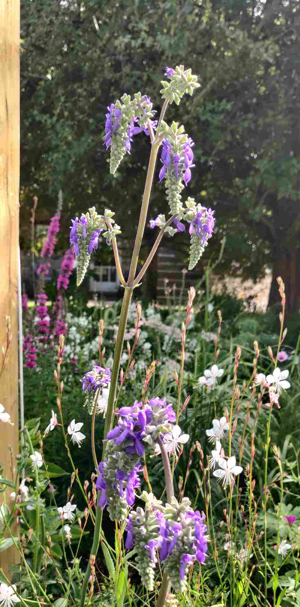 Salvia nutans – Nodding Sage - Image 2